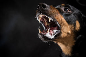 Preventing Dog Bites In The Summer