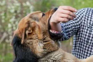 Risk Factors For Being Bitten Or Attacked By A Dog